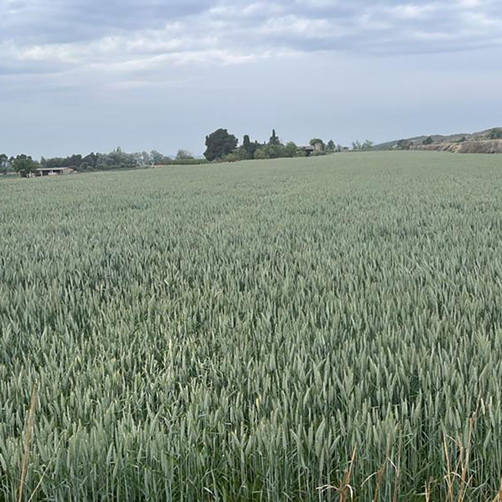 cereales-trigo-abono 10